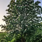 Dom wakacyjny Am Wald