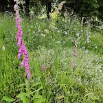 Am Wald Dom wakacyjny *