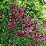 Dom wakacyjny Am Wald *