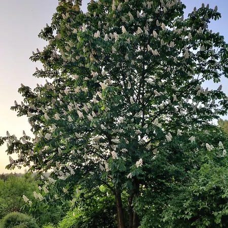 Σπίτι διακοπών Am Wald