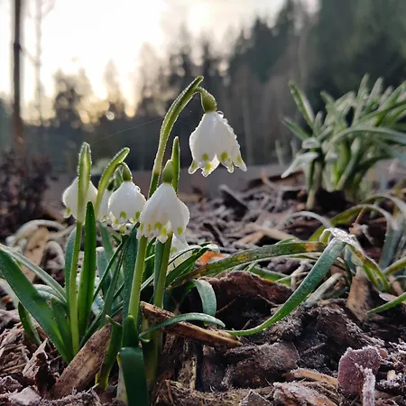 Ferienhaus Am Wald Schleusingen