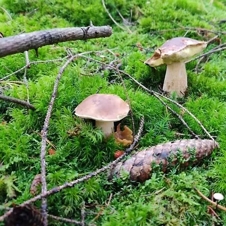 Am Wald