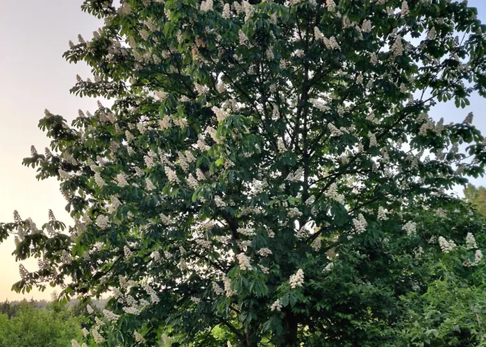 Holiday home Am Wald