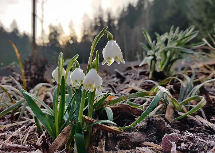 Holiday home Am Wald Schleusingen
