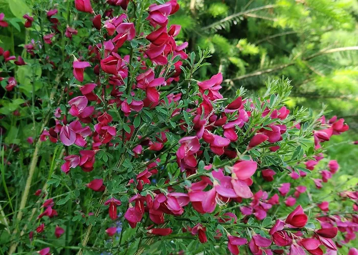 Holiday home Am Wald *